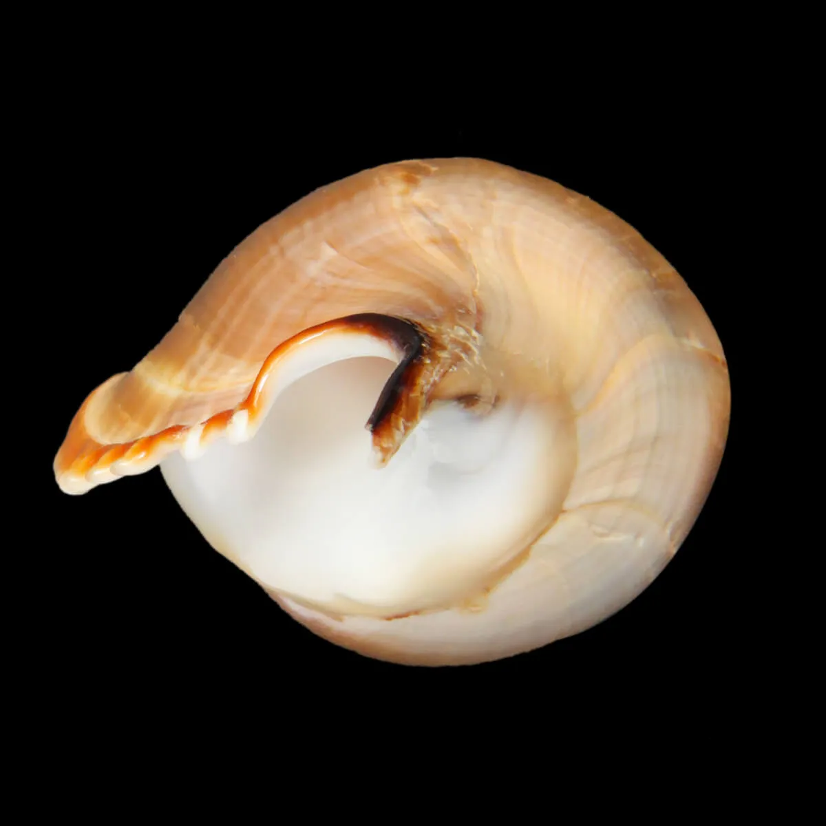 Tibia Insulaechorab