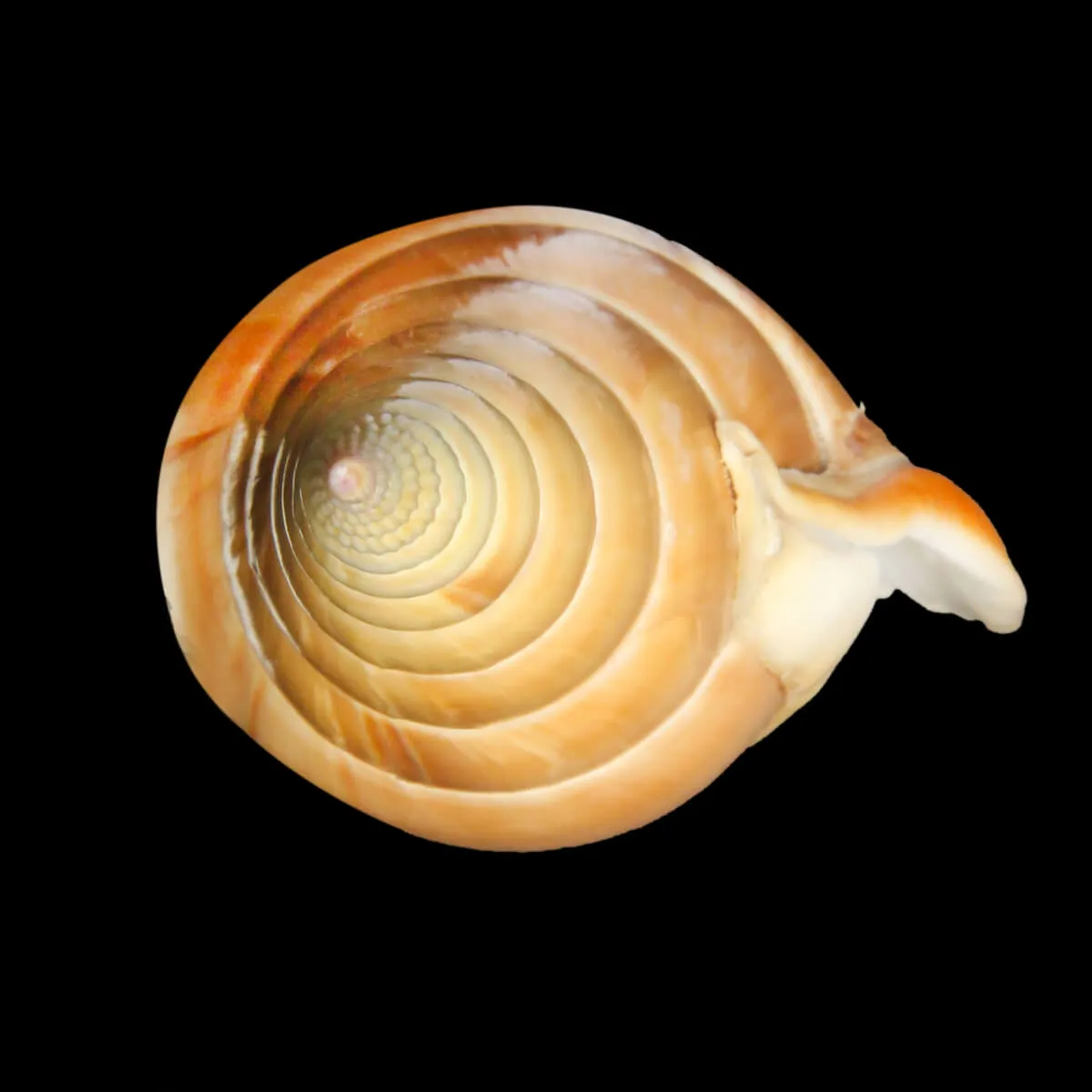 Tibia Insulaechorab