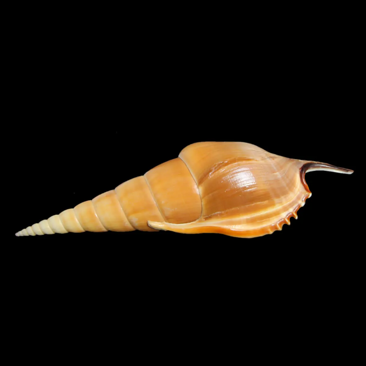 Tibia Insulaechorab