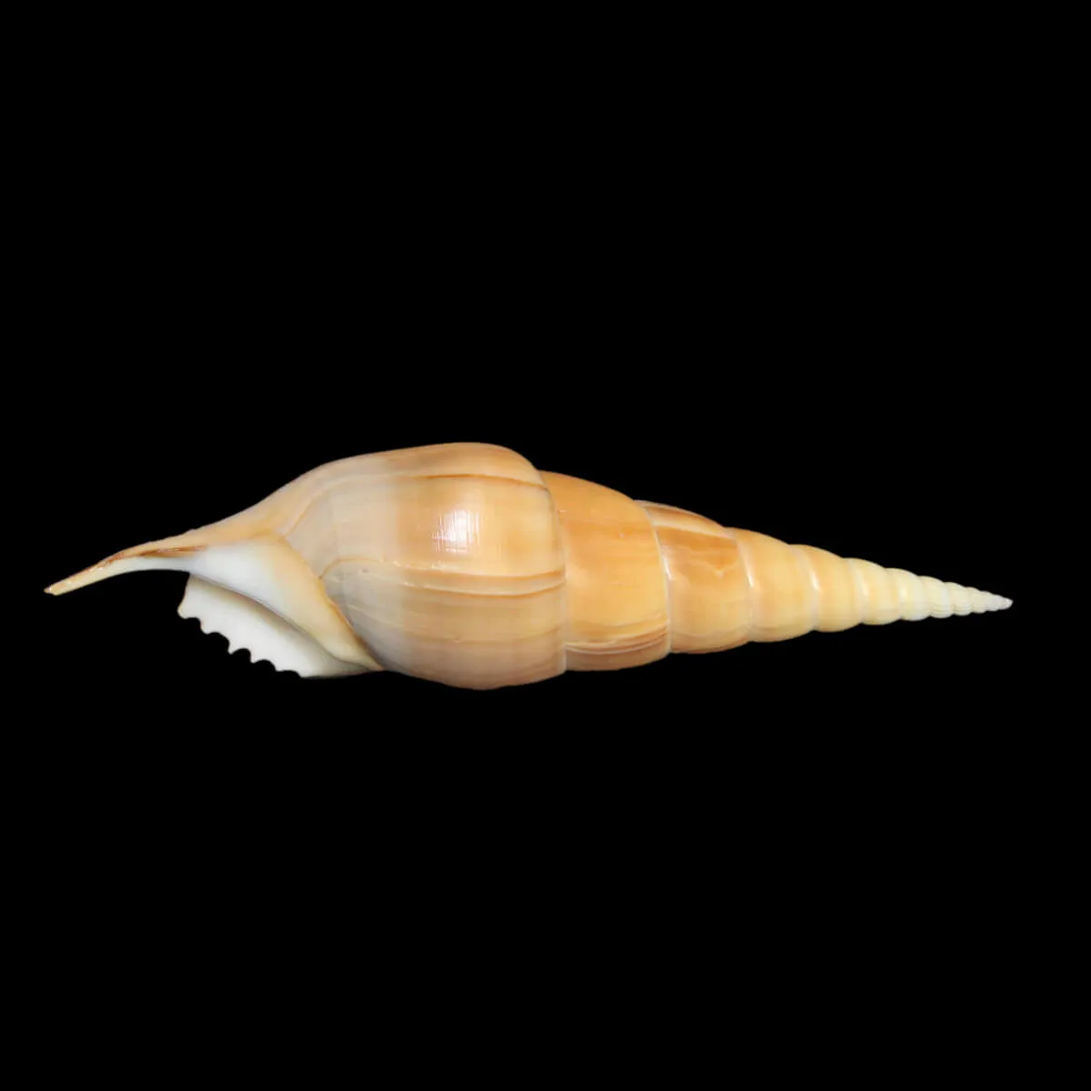 Tibia Insulaechorab