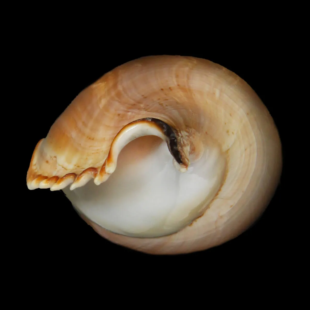 Tibia Insulaechorab