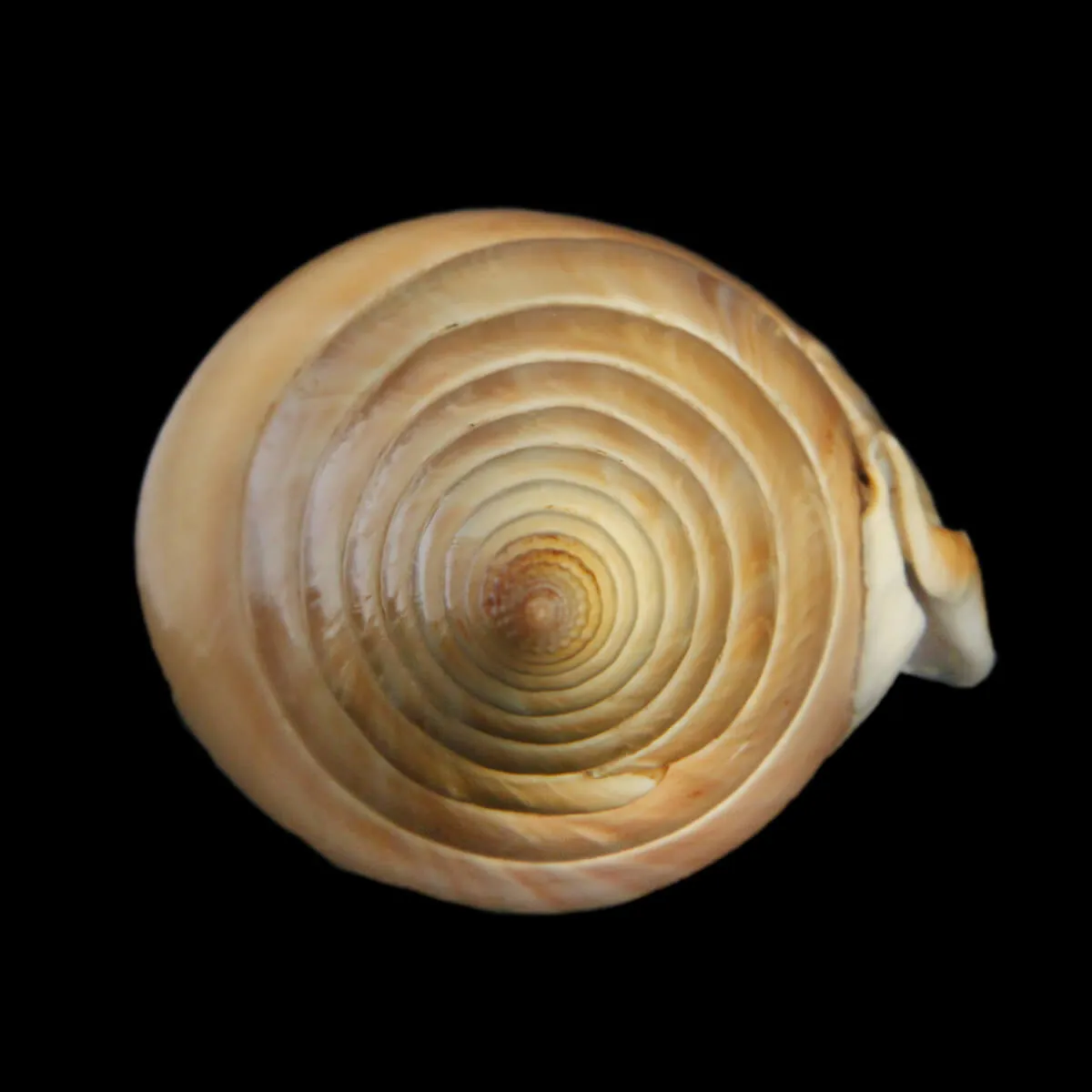 Tibia Insulaechorab
