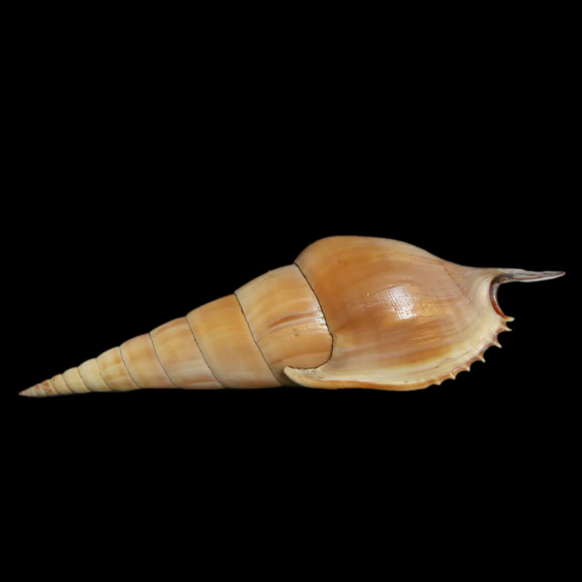 Tibia Insulaechorab