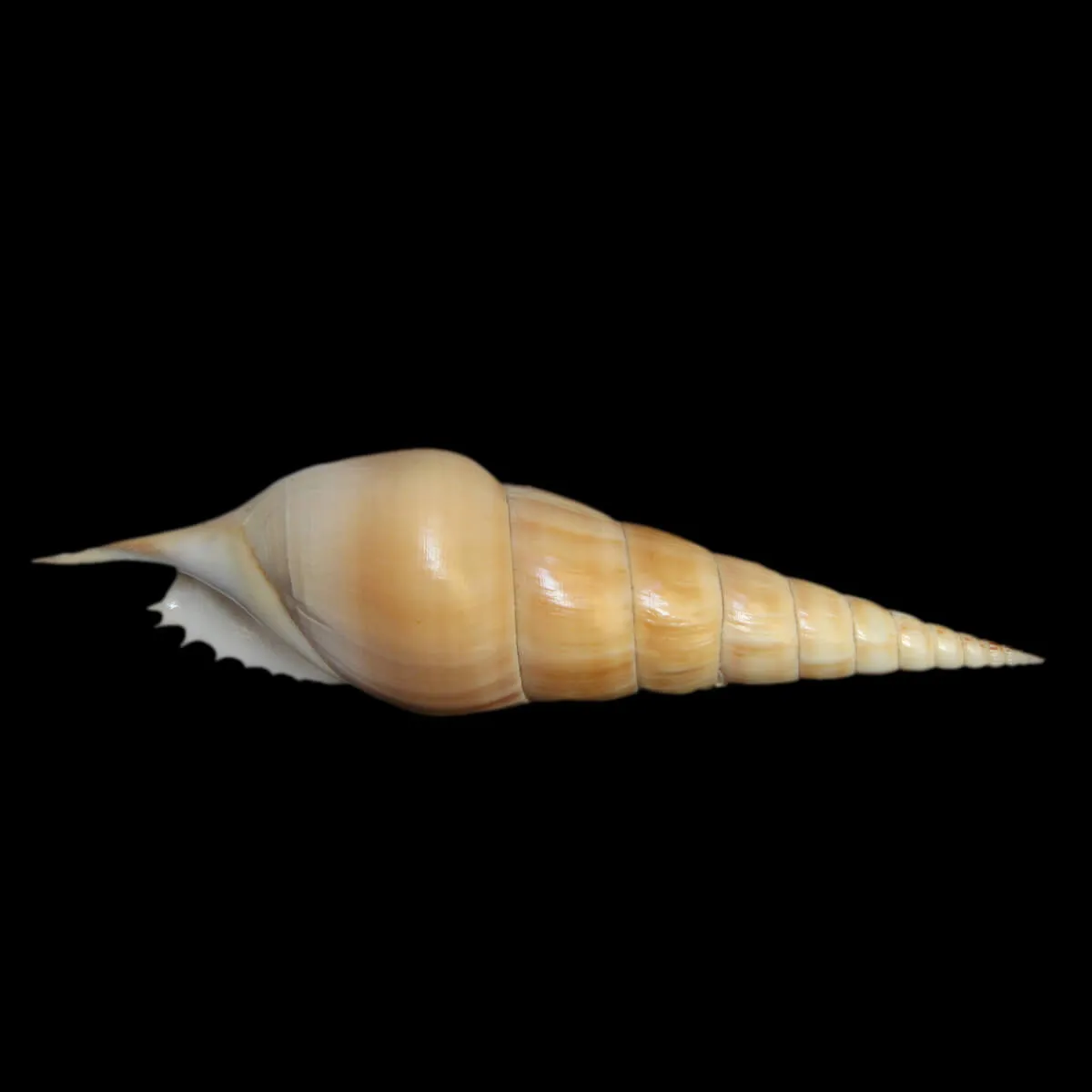 Tibia Insulaechorab