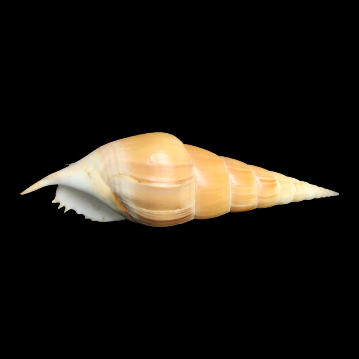 Tibia Insulaechorab