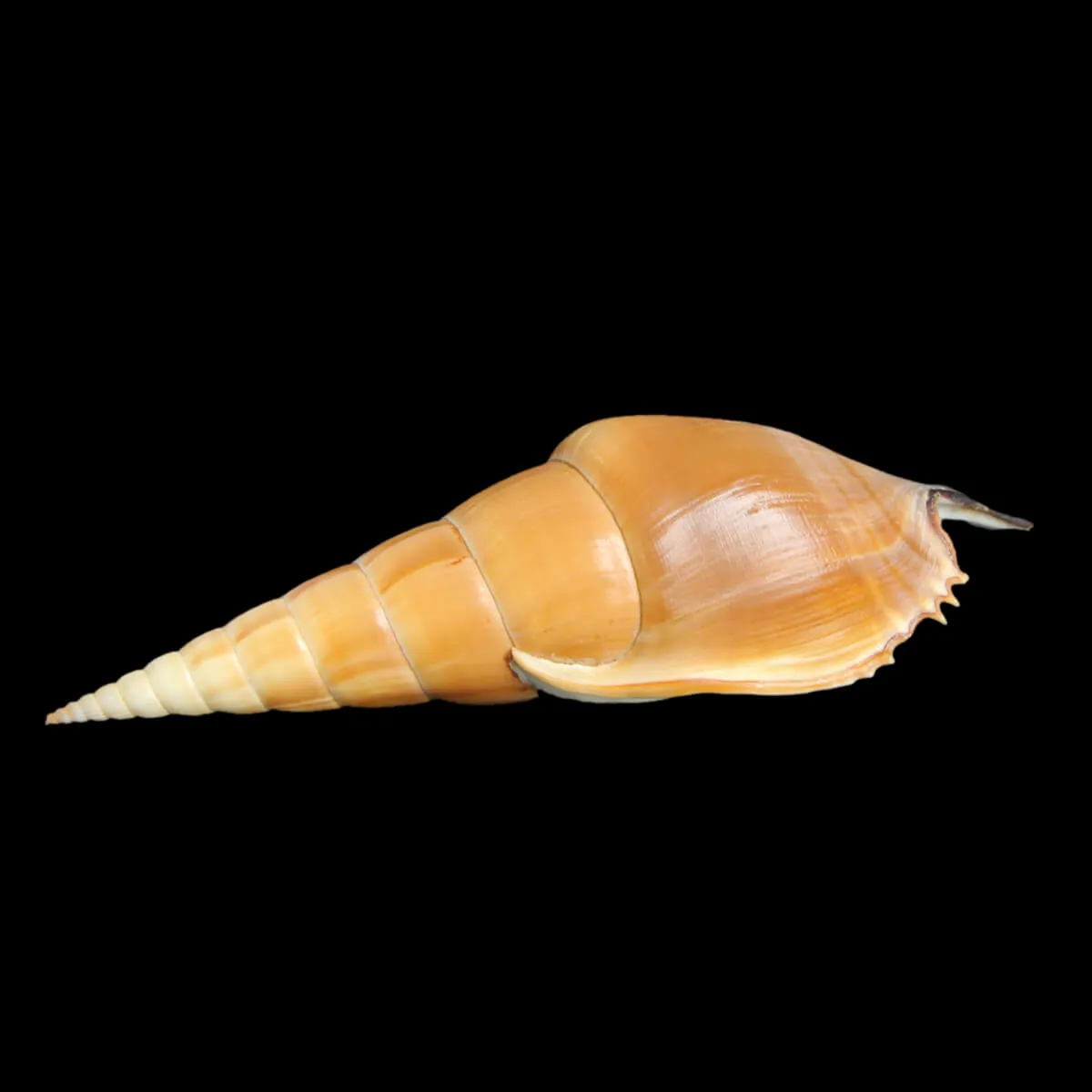 Tibia Insulaechorab
