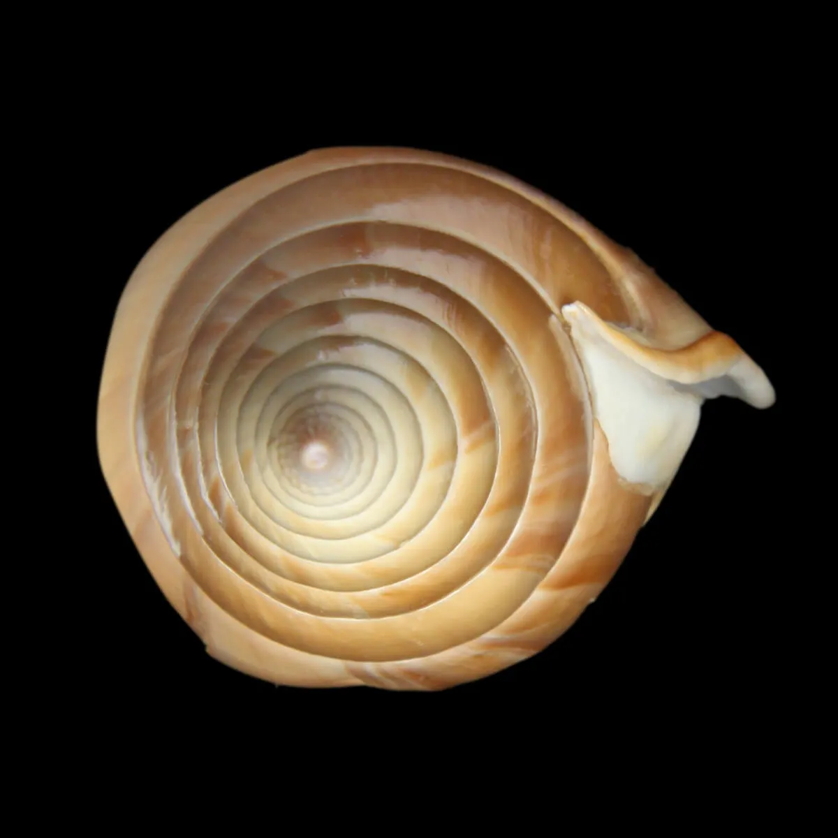 Tibia Insulaechorab