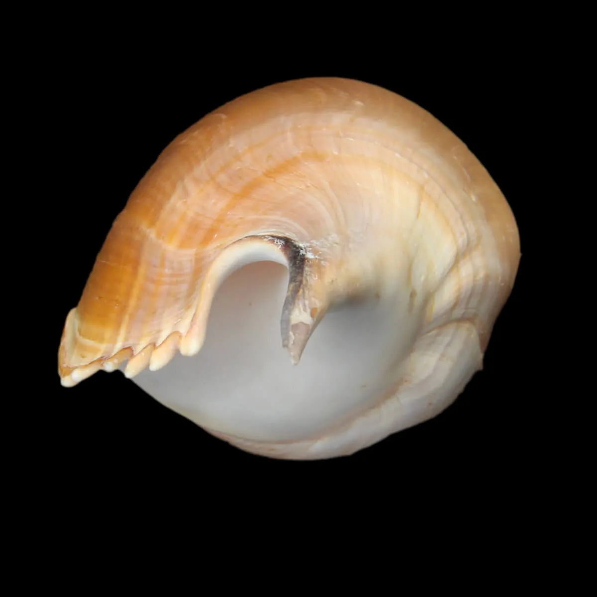 Tibia Insulaechorab