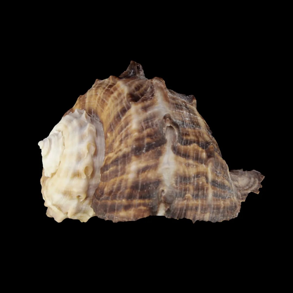 Rapana Rapiformis