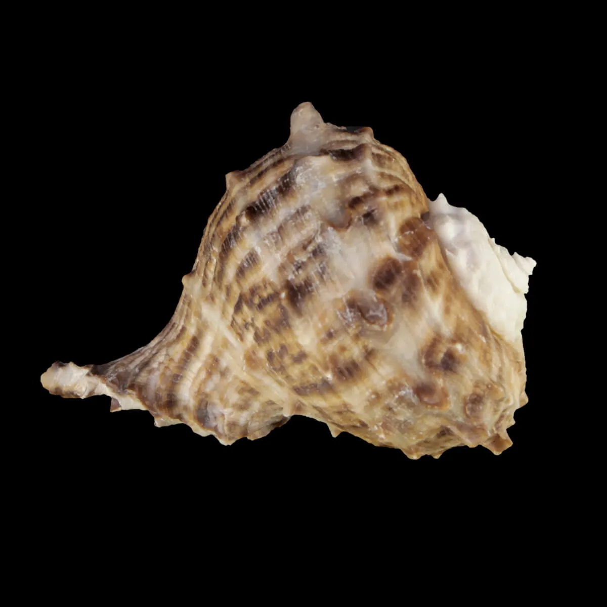 Rapana Rapiformis
