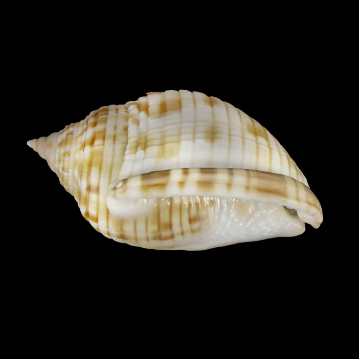 Semicassis Undulata