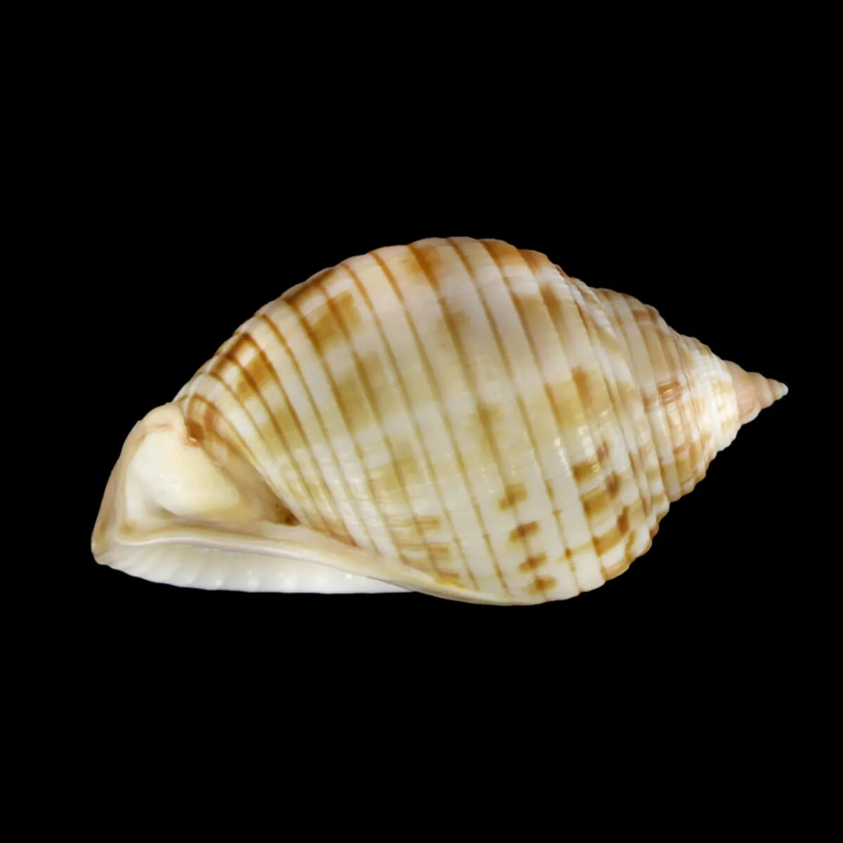 Semicassis Undulata