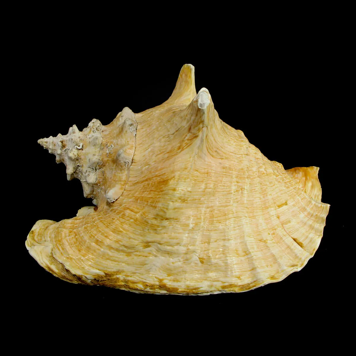 Aliger Gigas