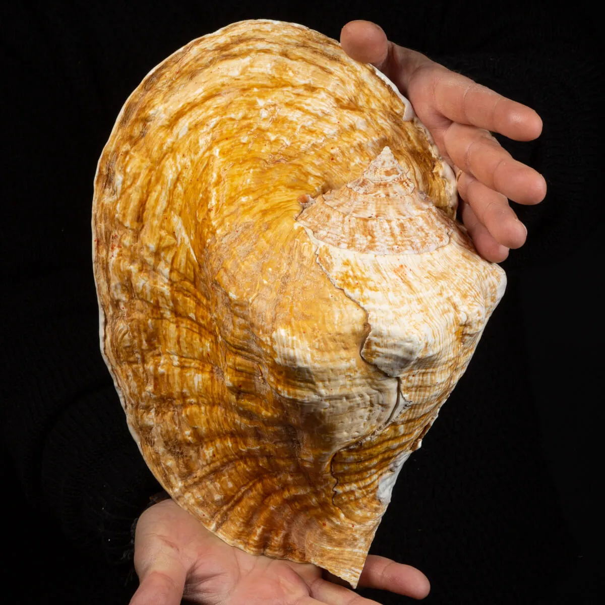 Lobatus Goliath