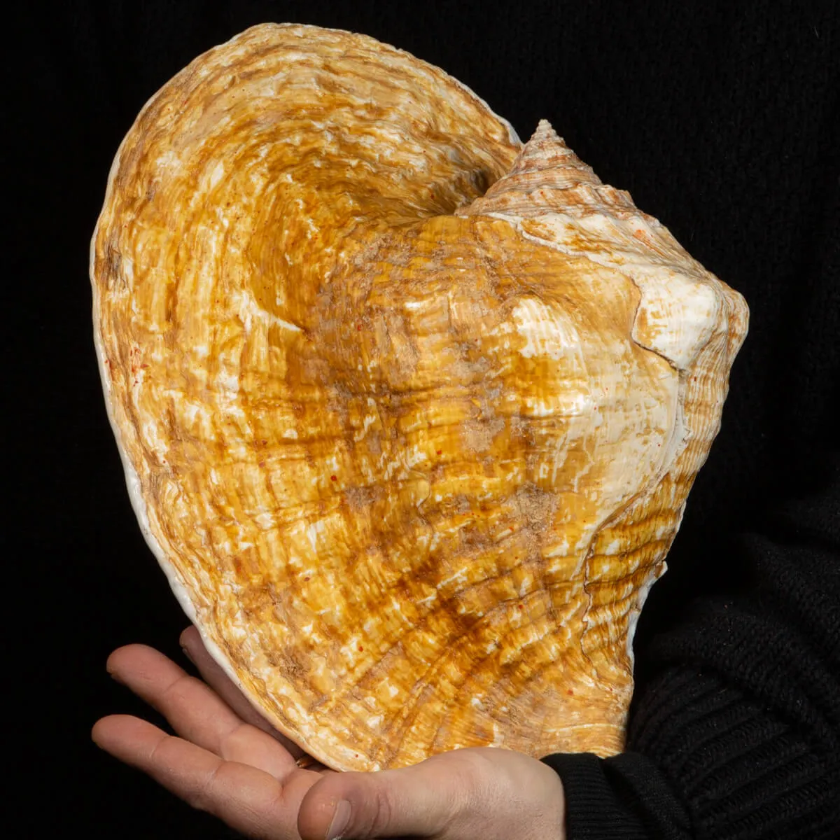 Lobatus Goliath