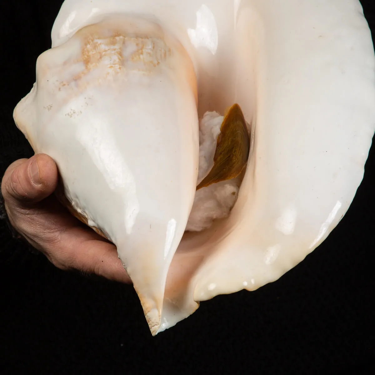 Lobatus Goliath