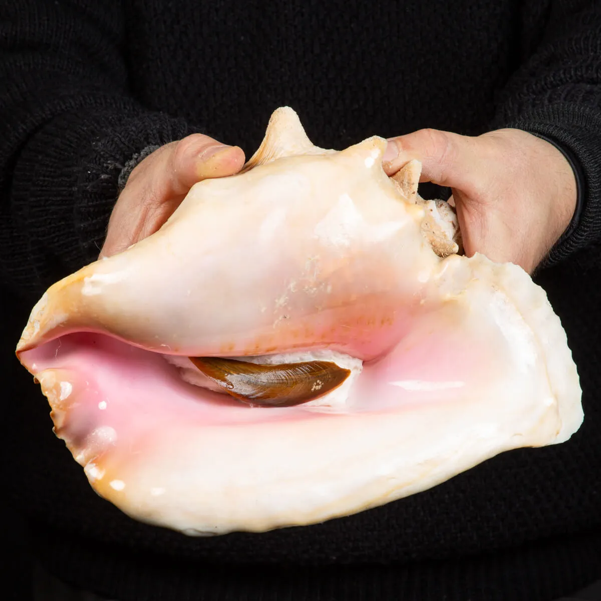 Aliger Gigas