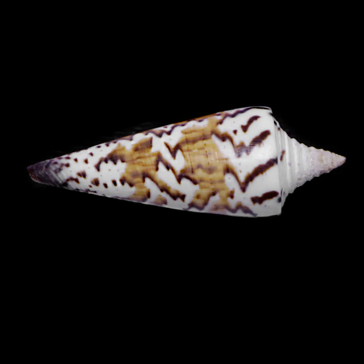 Strategoconus Generalis