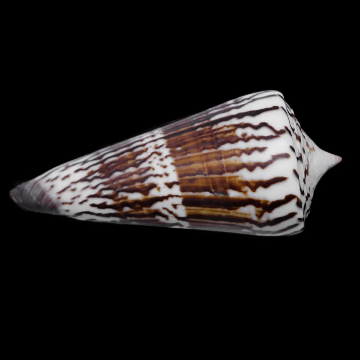Strategoconus Generalis
