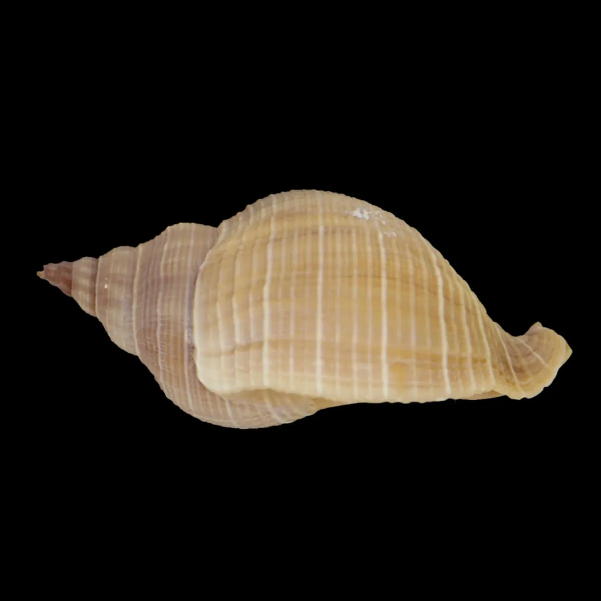 Siphonalia Trochulus