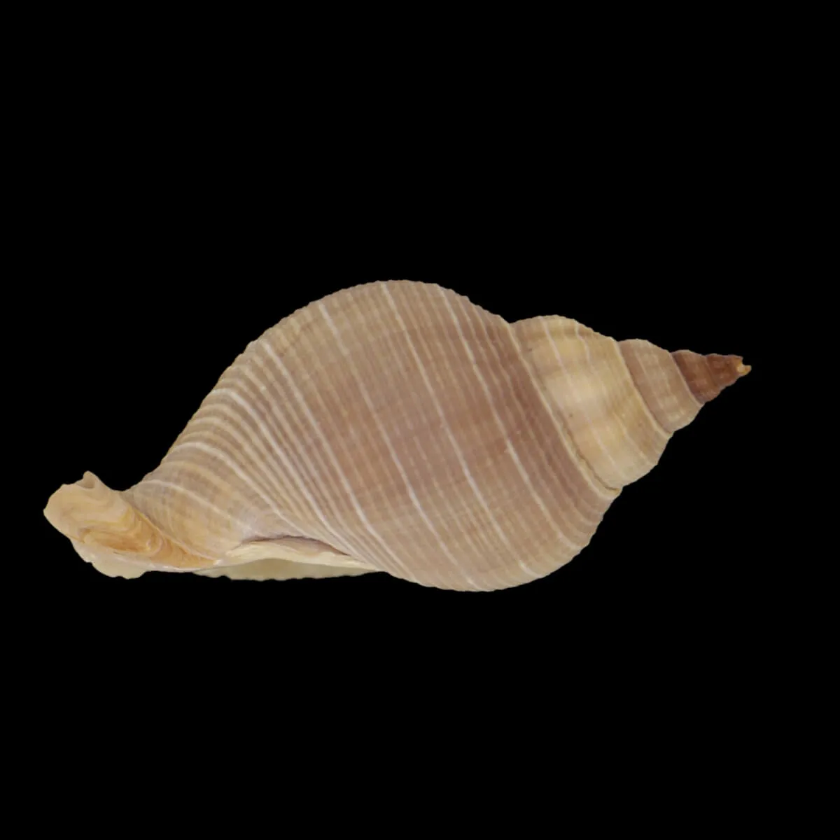 Siphonalia Trochulus
