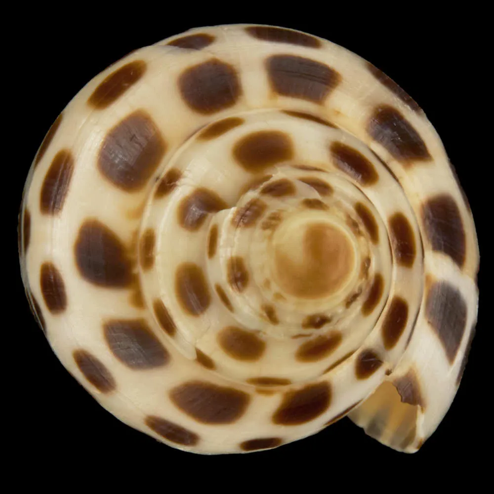 Scaphella Junonia