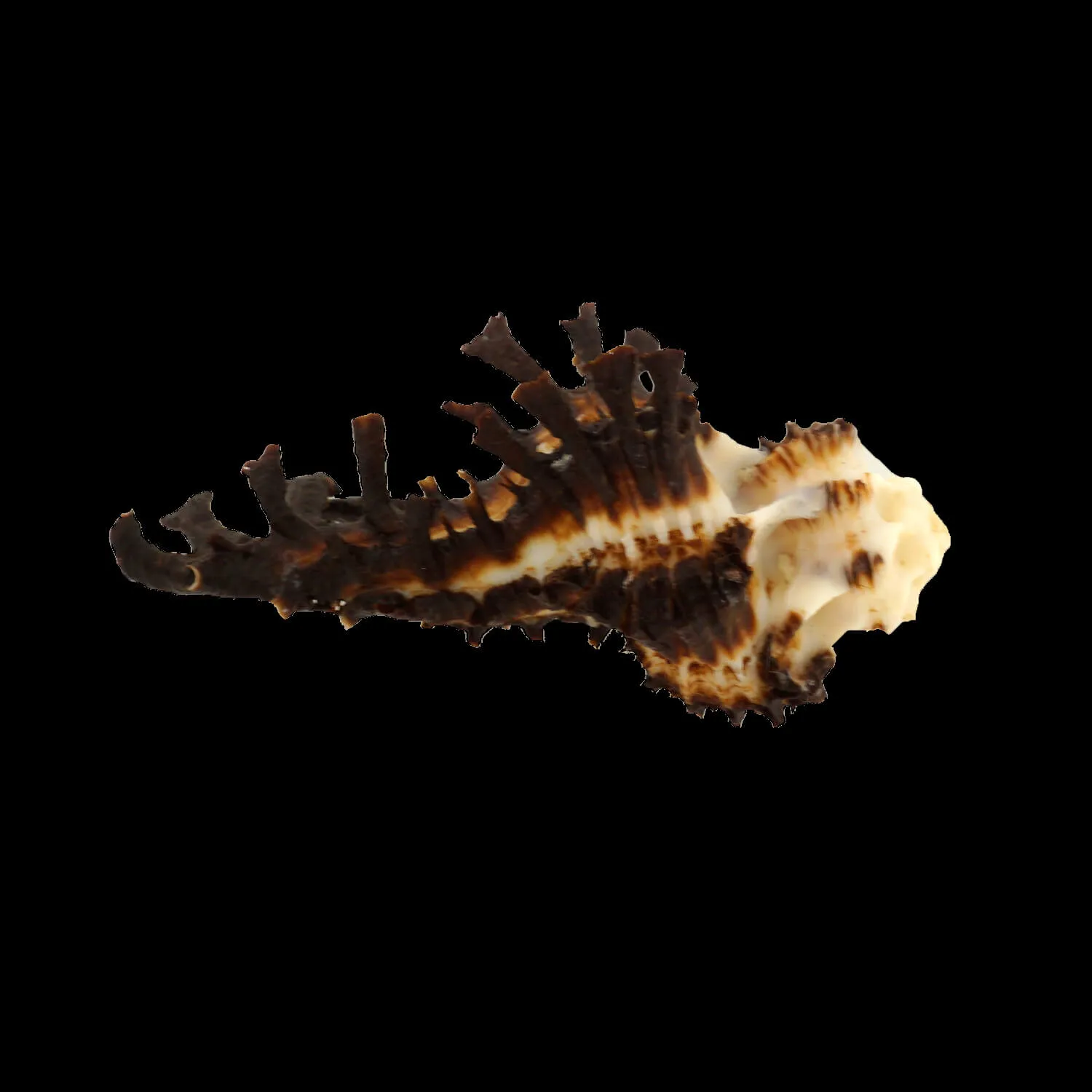 Homalocantha Scorpio