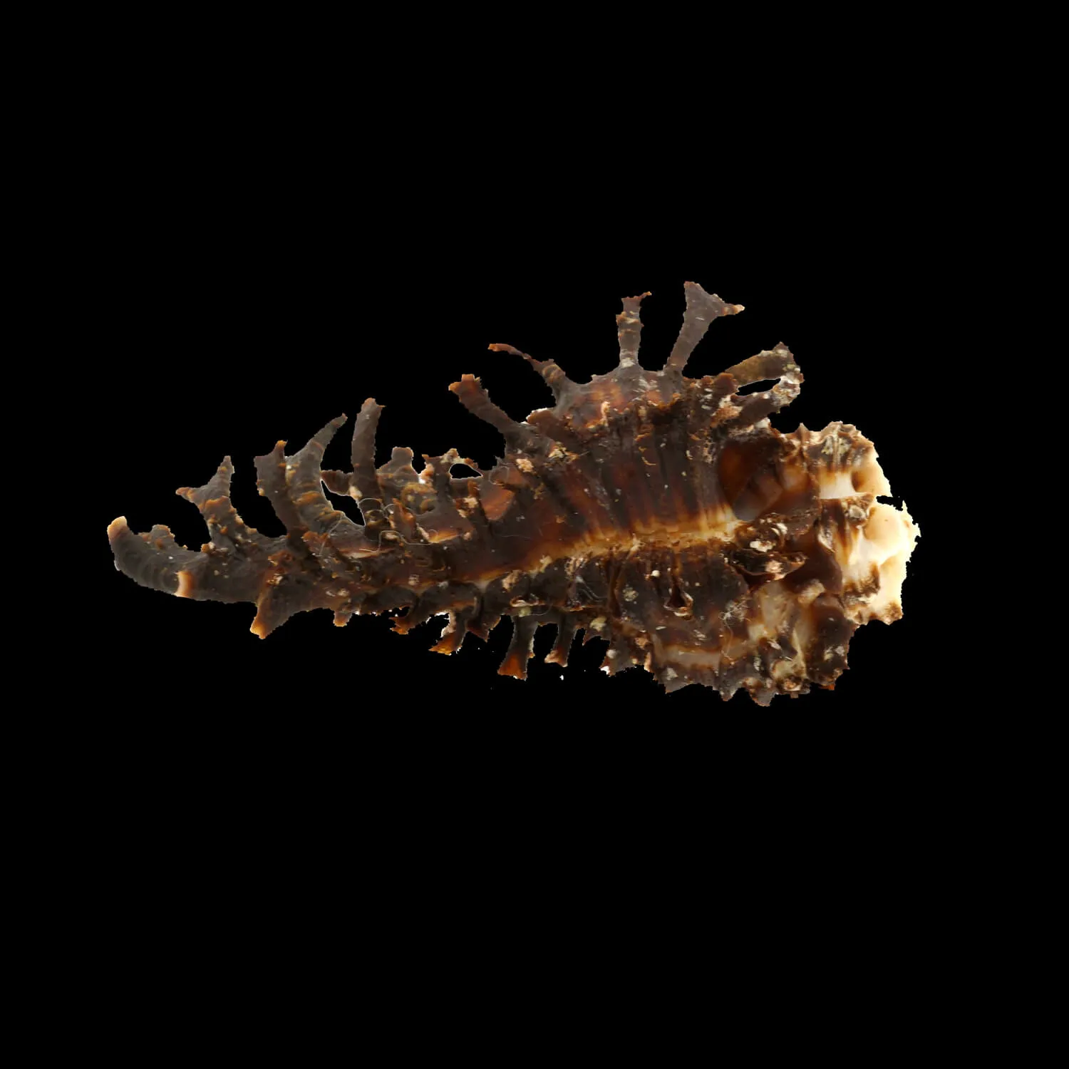 Homalocantha Scorpio