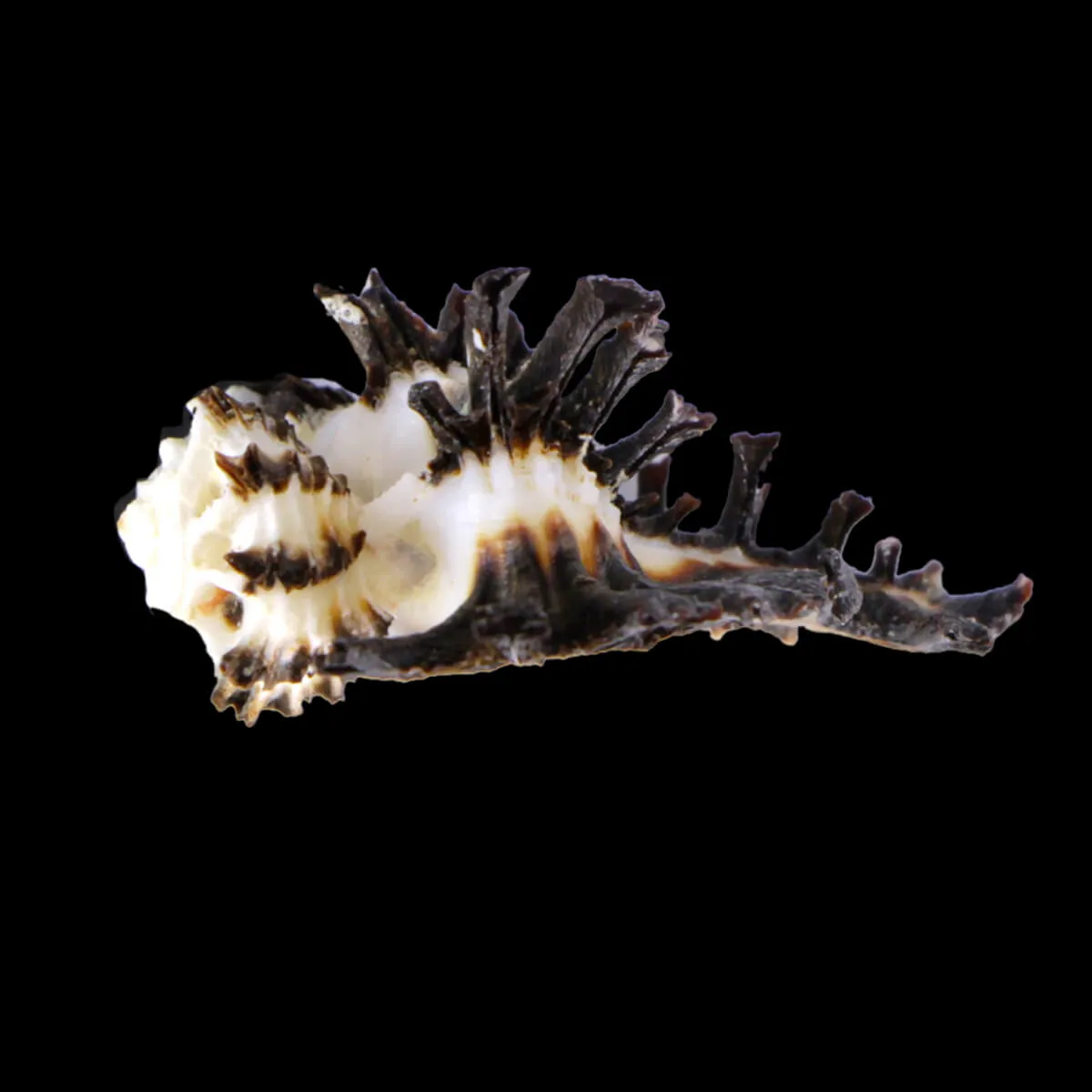 Homalocantha Scorpio