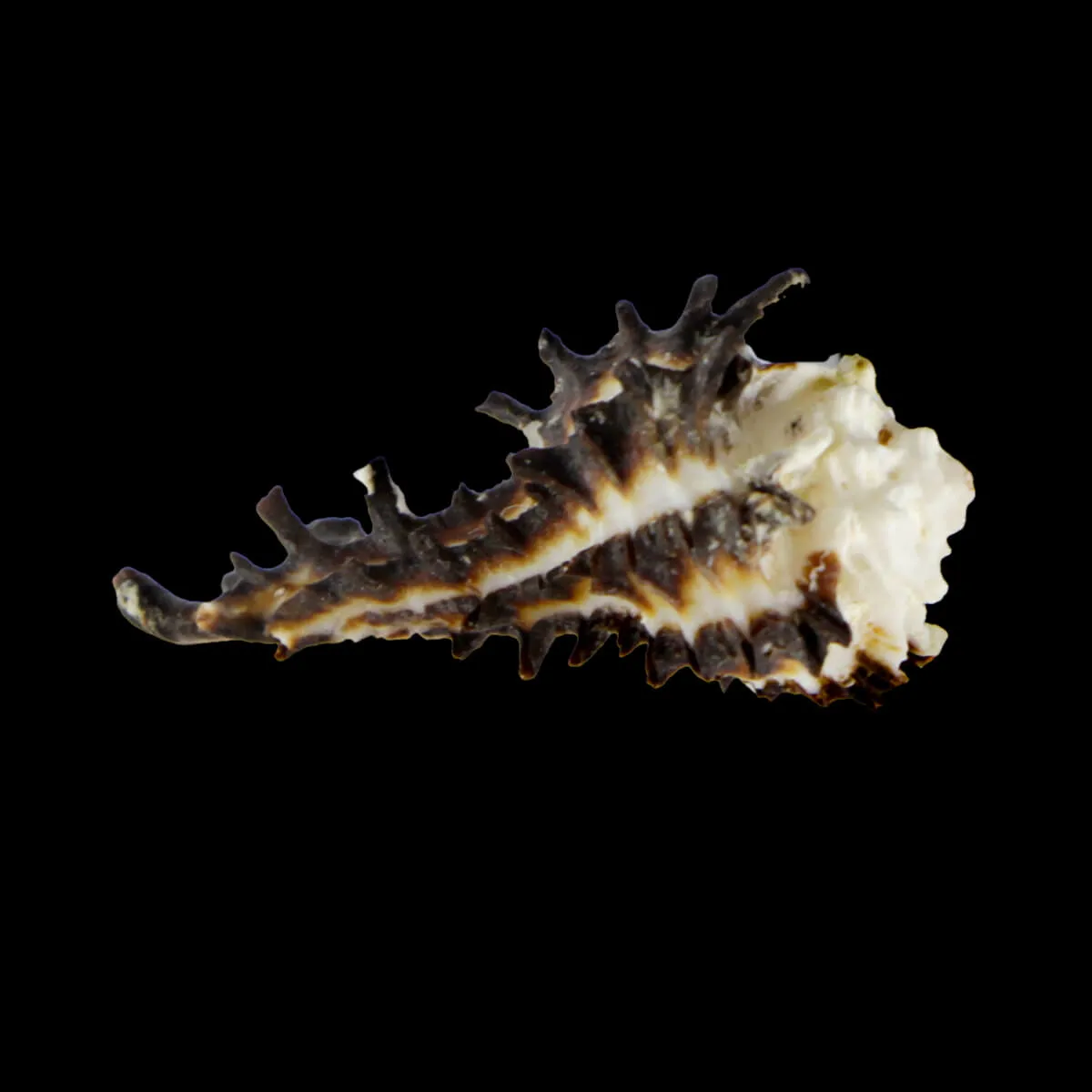 Homalocantha Scorpio