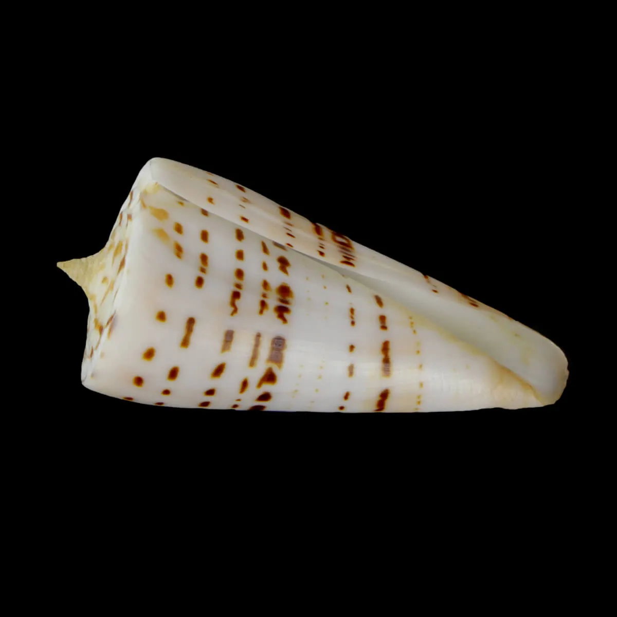 Strategoconus Monile