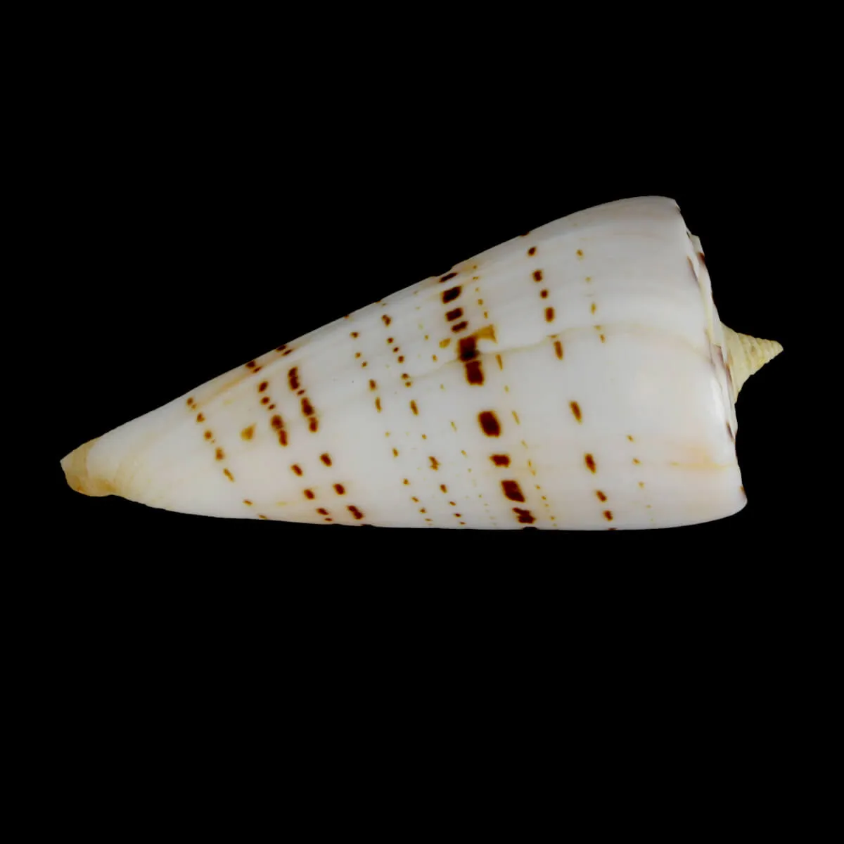 Strategoconus Monile