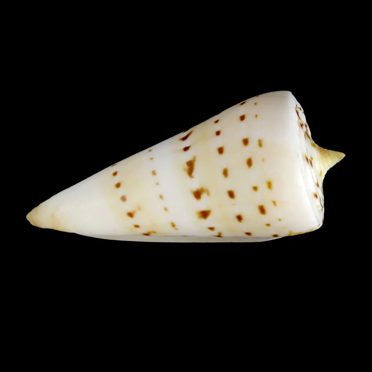 Strategoconus Monile