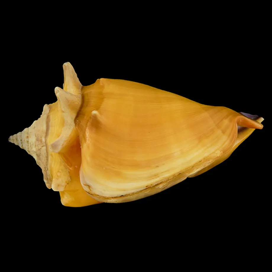 Strombus Pugilis