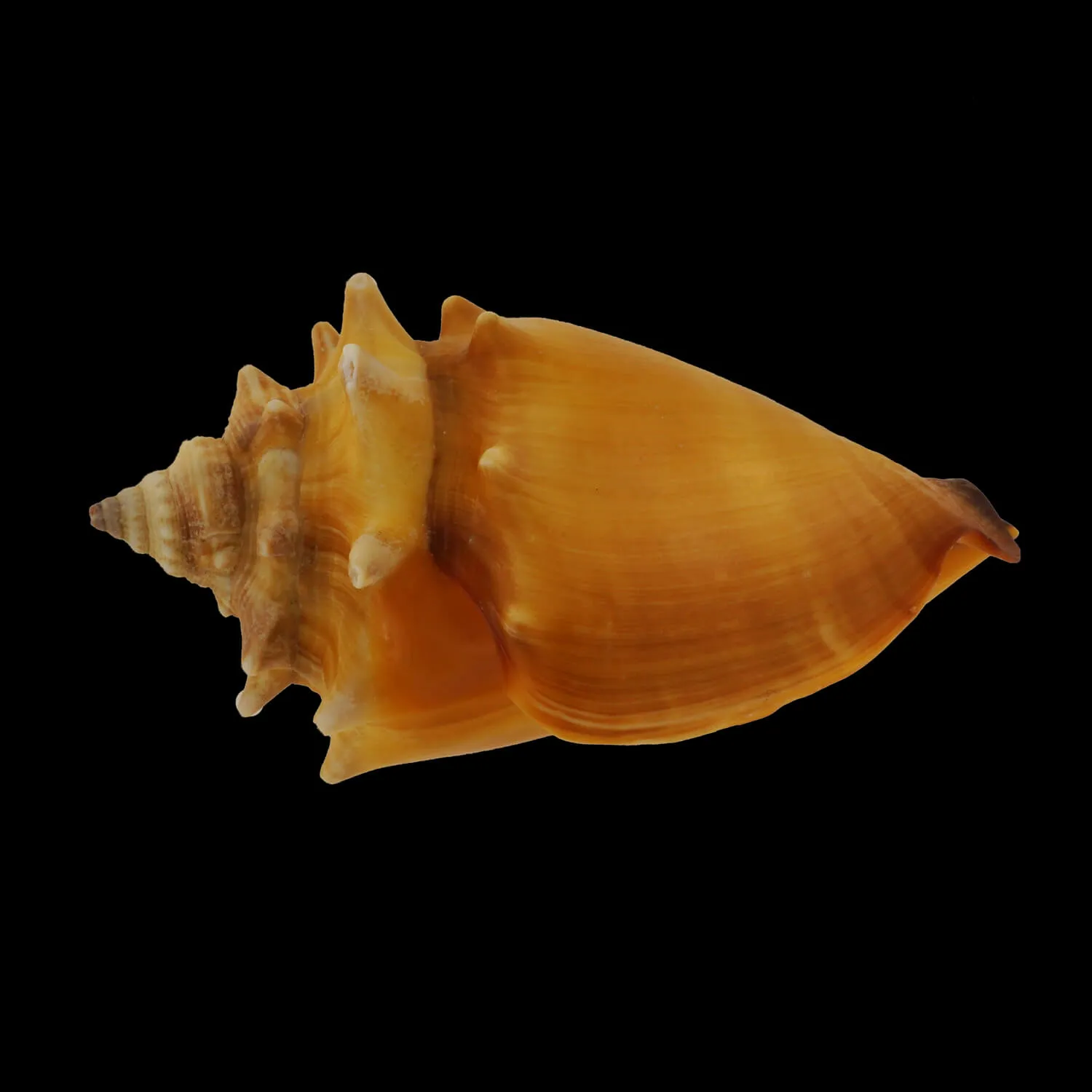 Strombus Pugilis