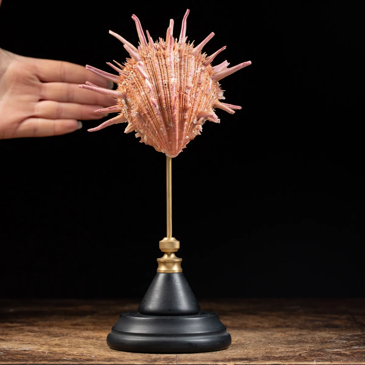 Spondylus Regius
