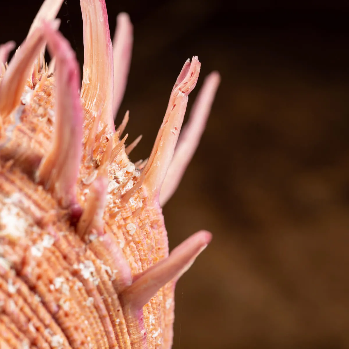 Spondylus Regius