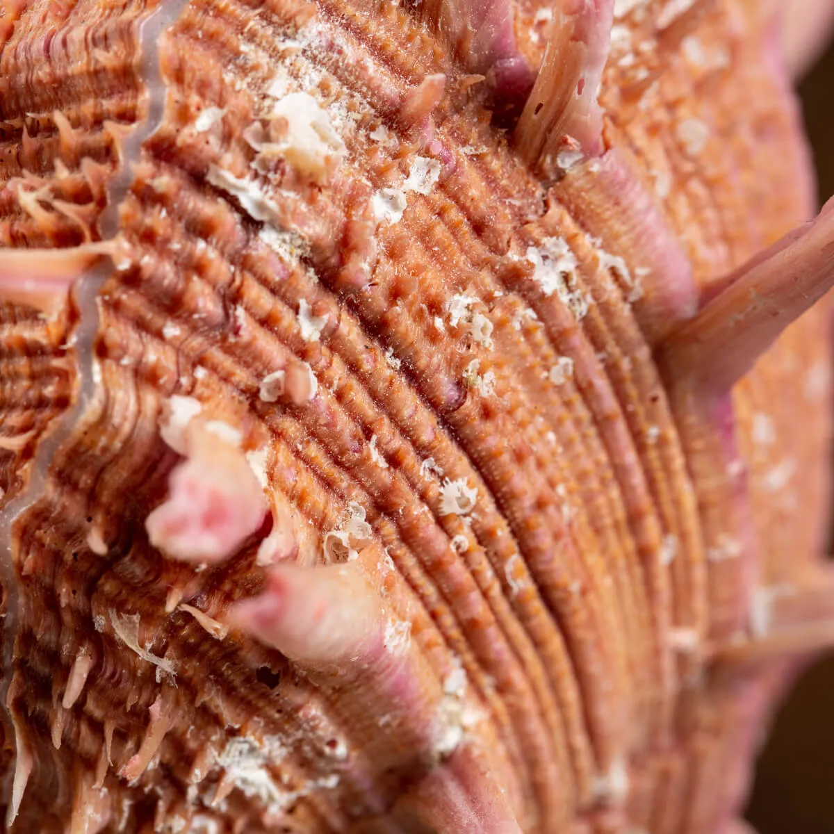 Spondylus Regius