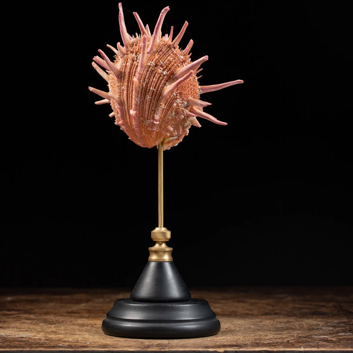 Spondylus Regius