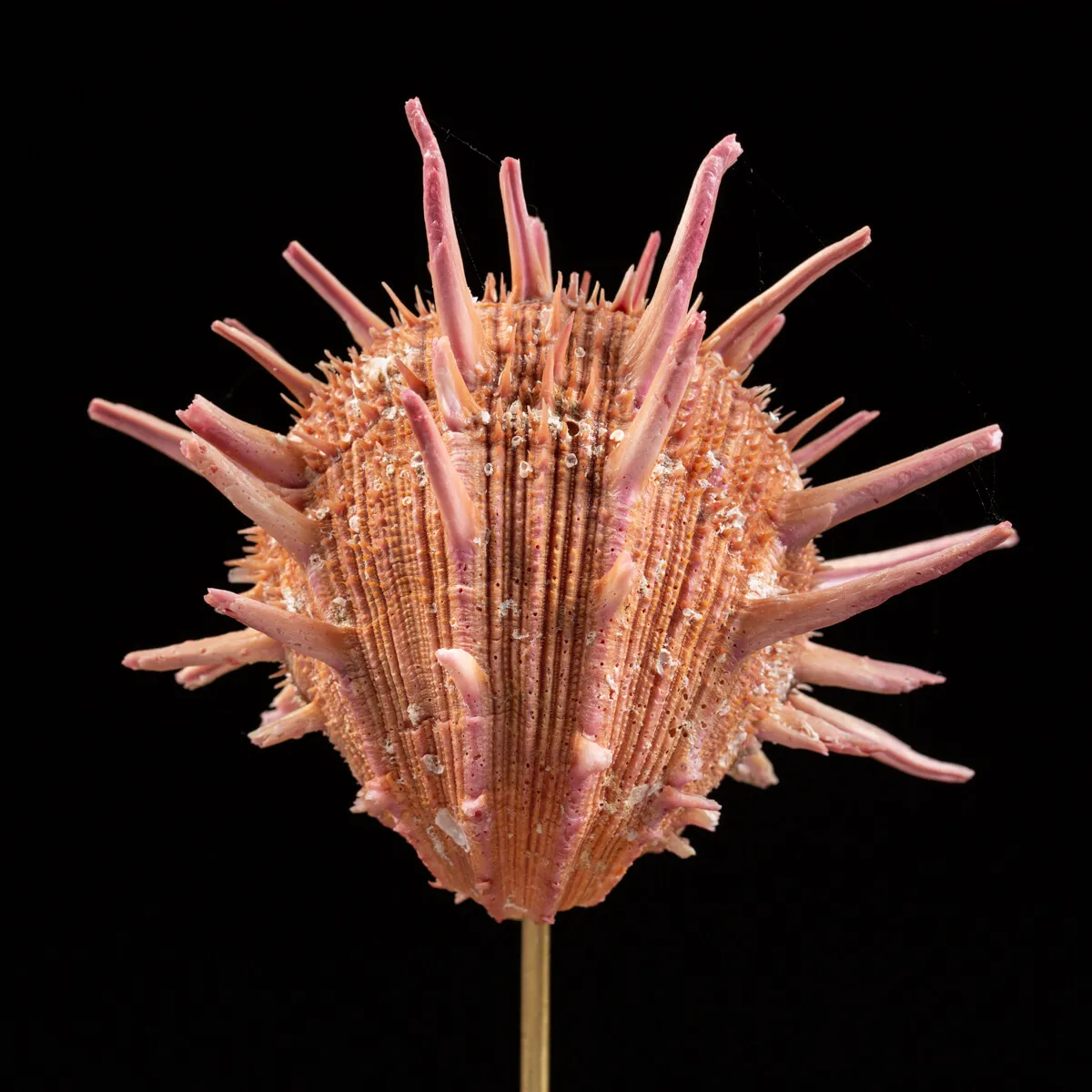 Spondylus Regius