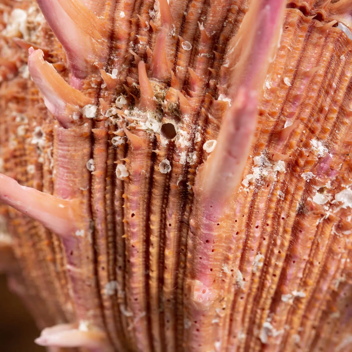 Spondylus Regius
