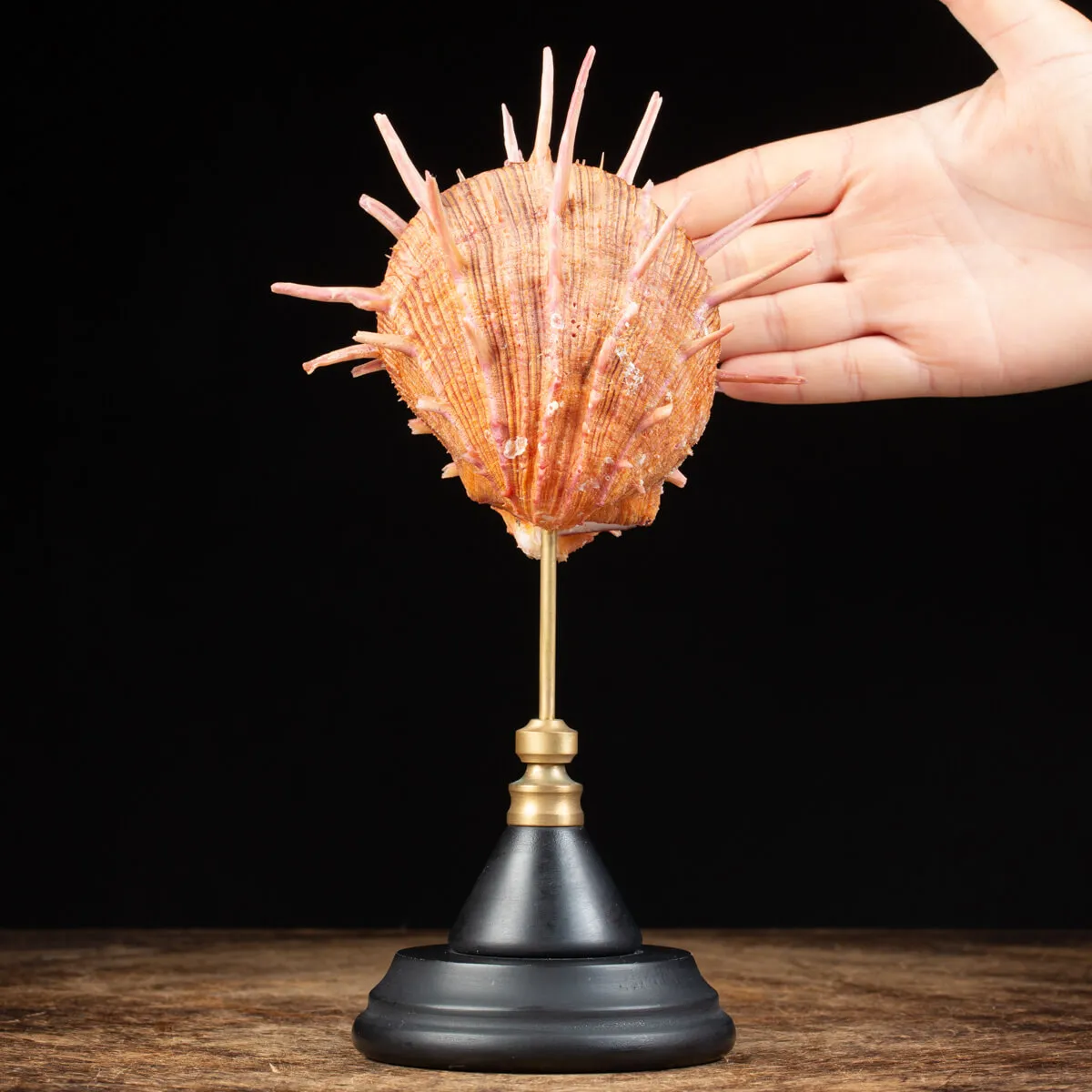 Spondylus Regius