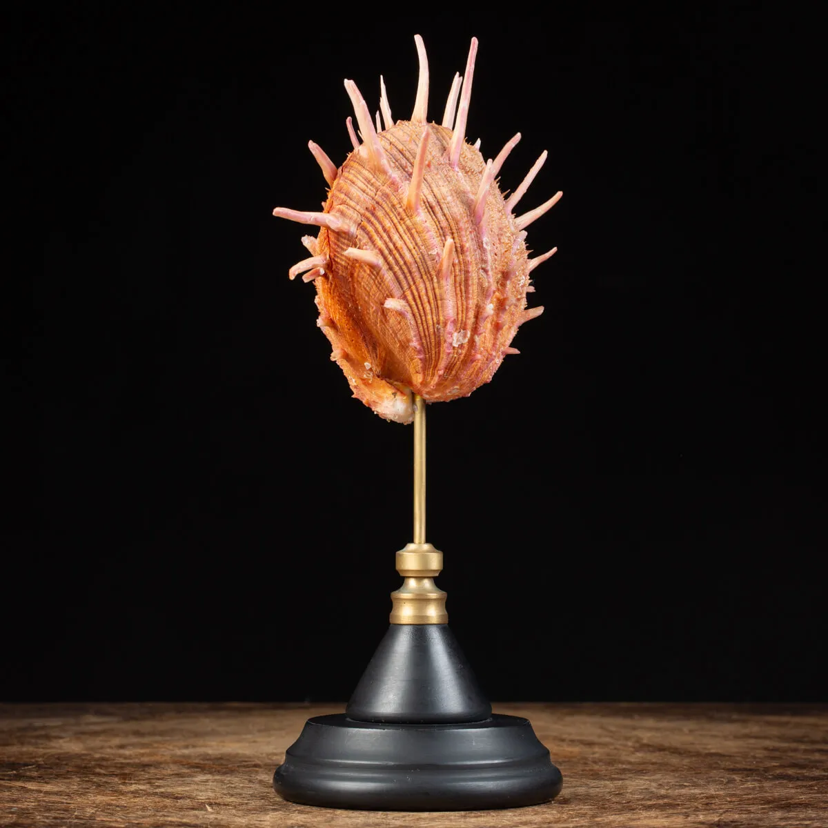 Spondylus Regius