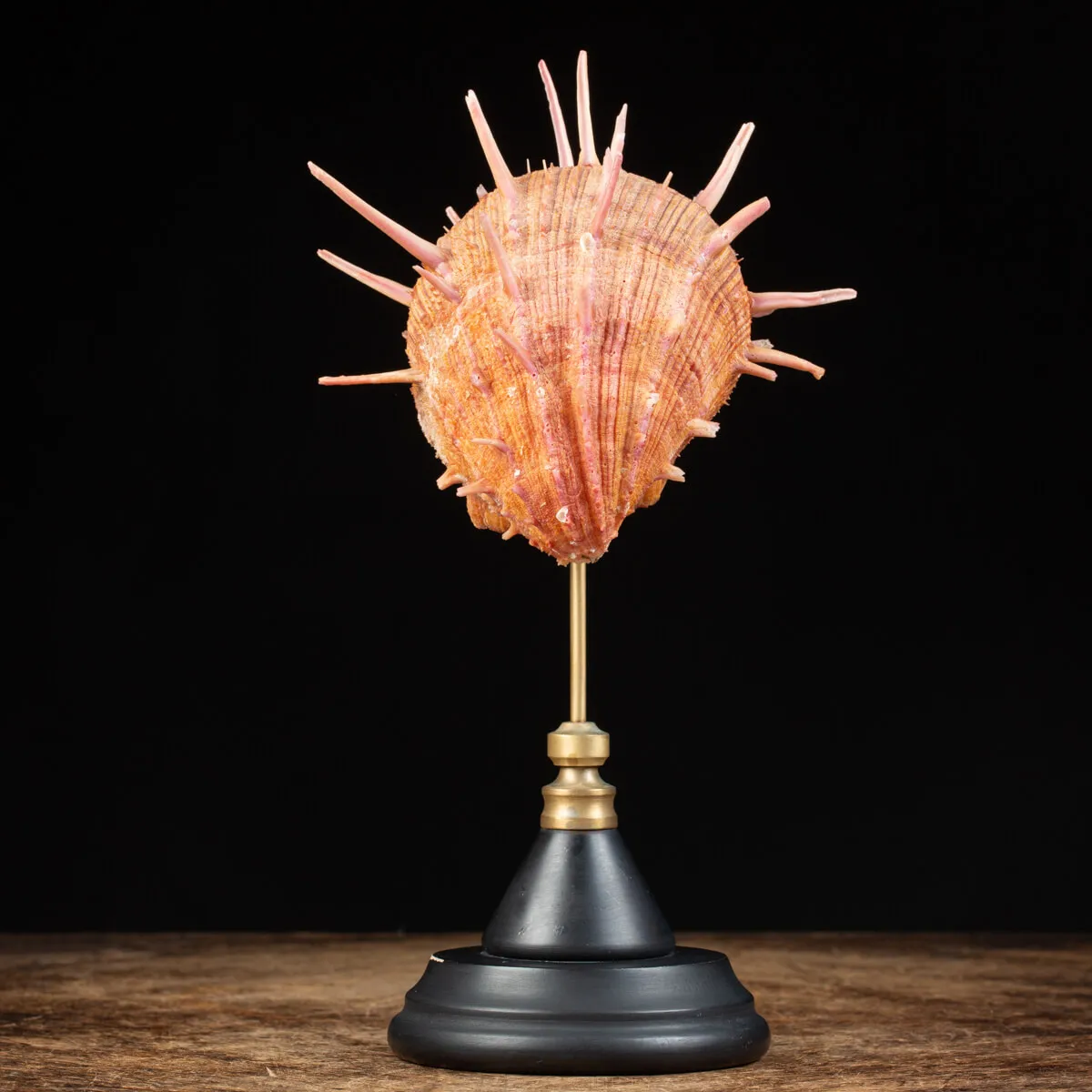 Spondylus Regius