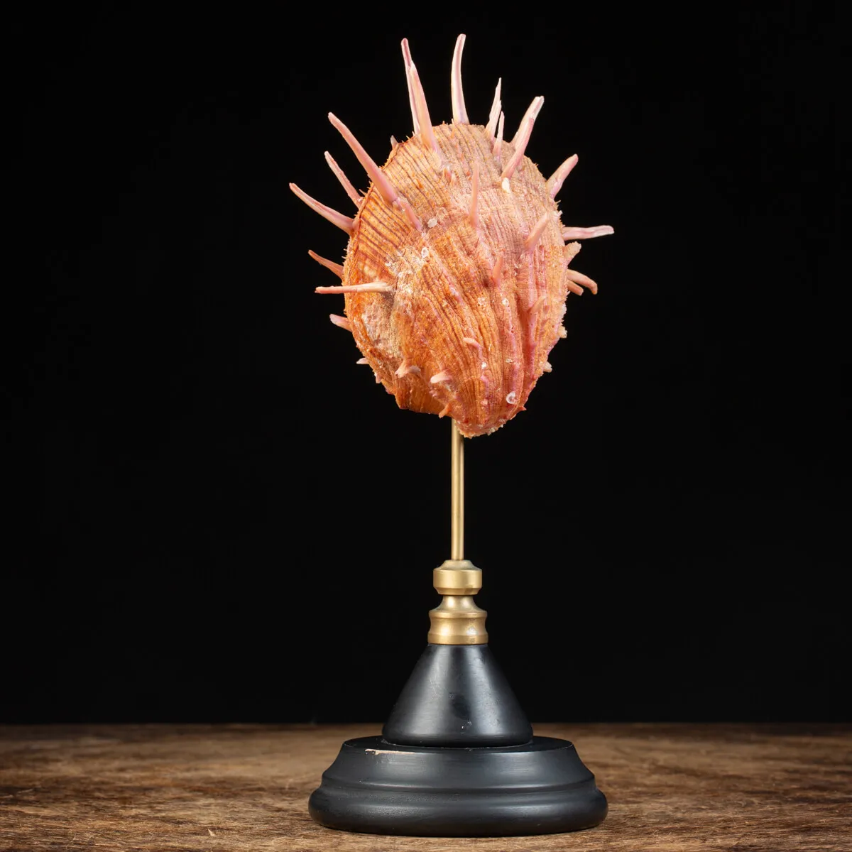 Spondylus Regius