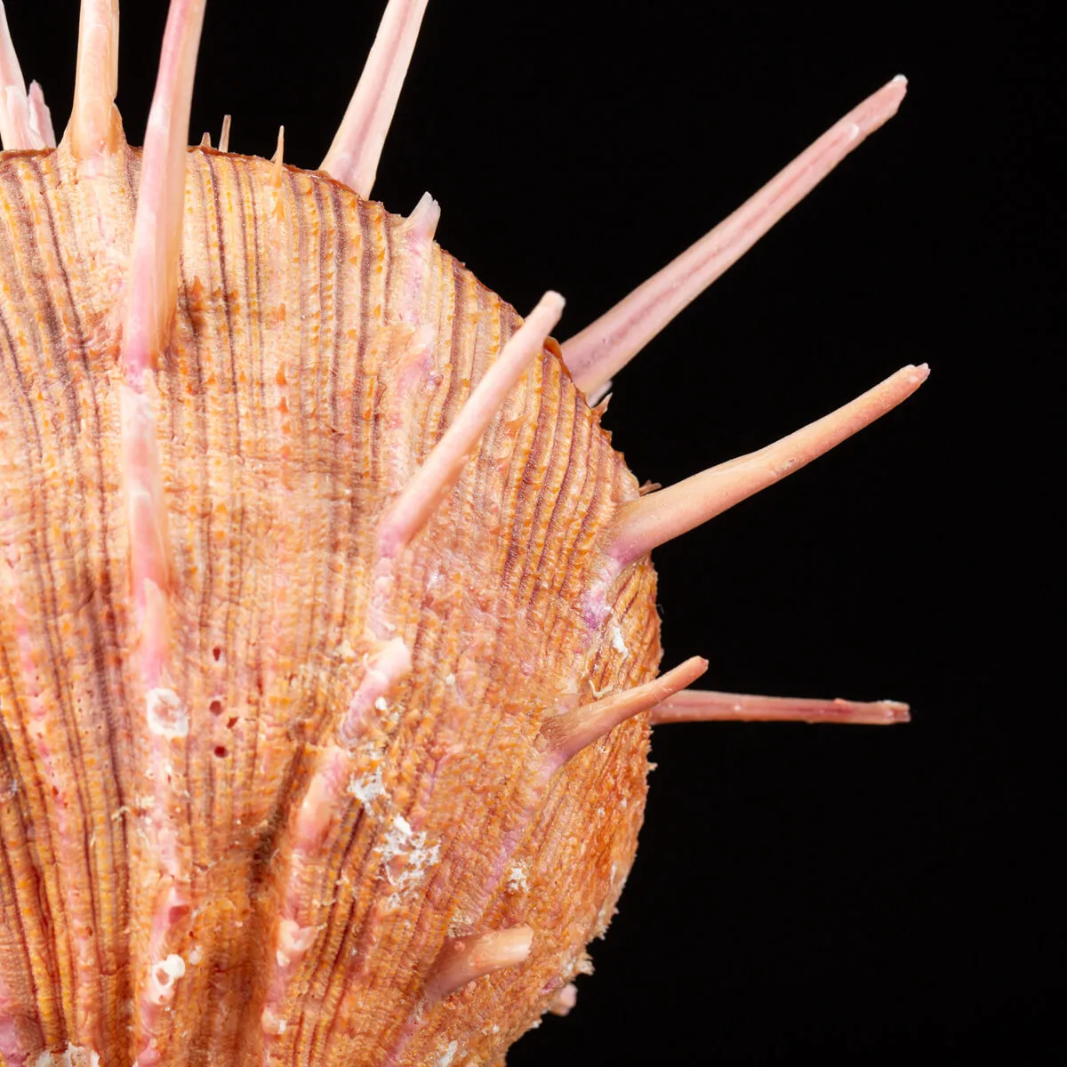Spondylus Regius