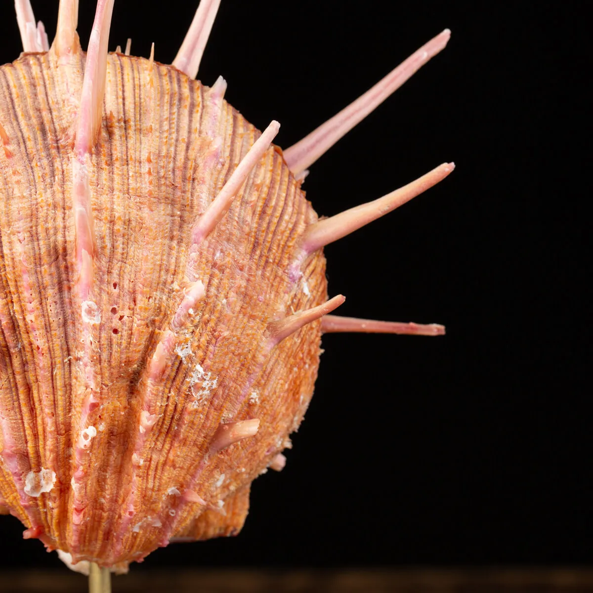 Spondylus Regius