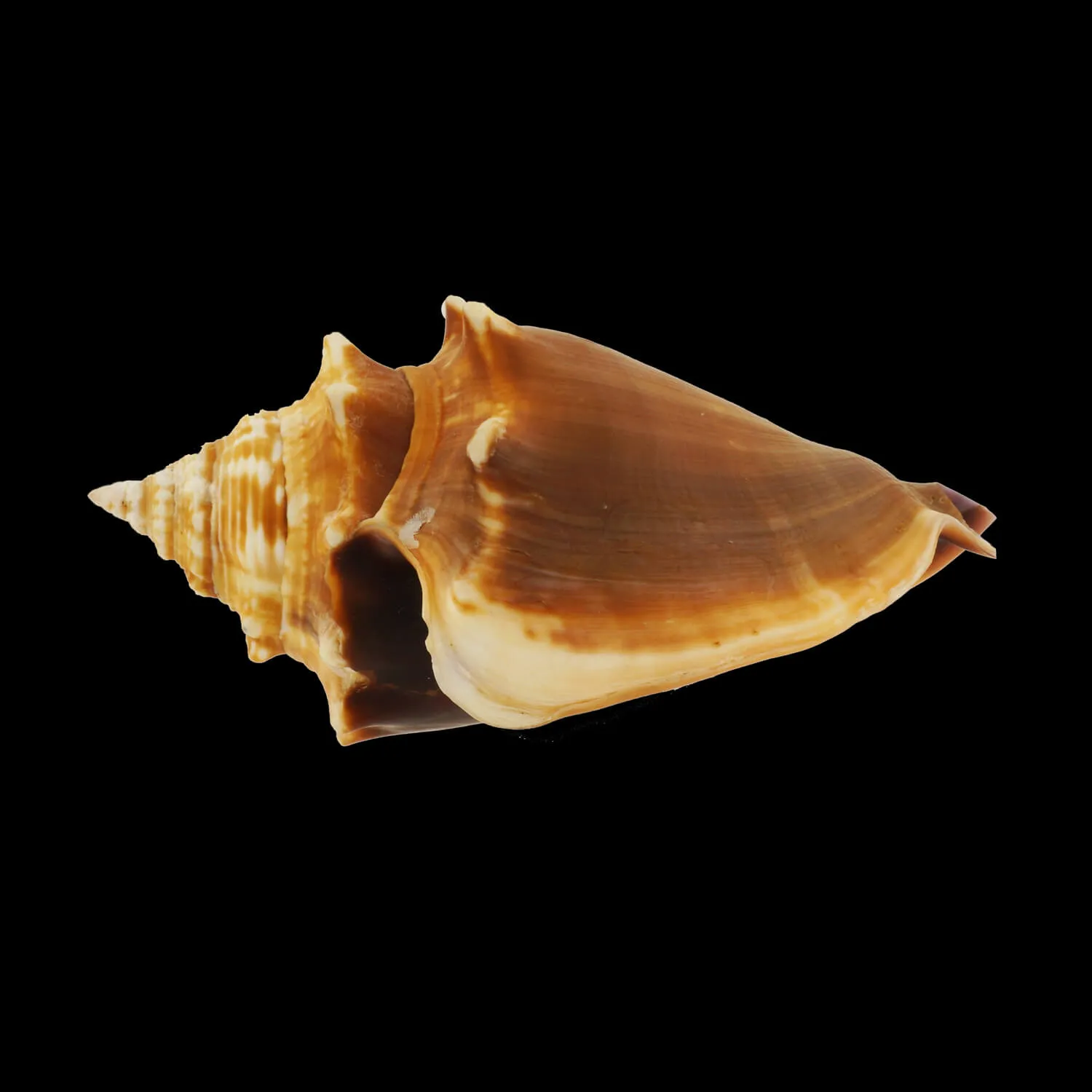 Strombus Alatus