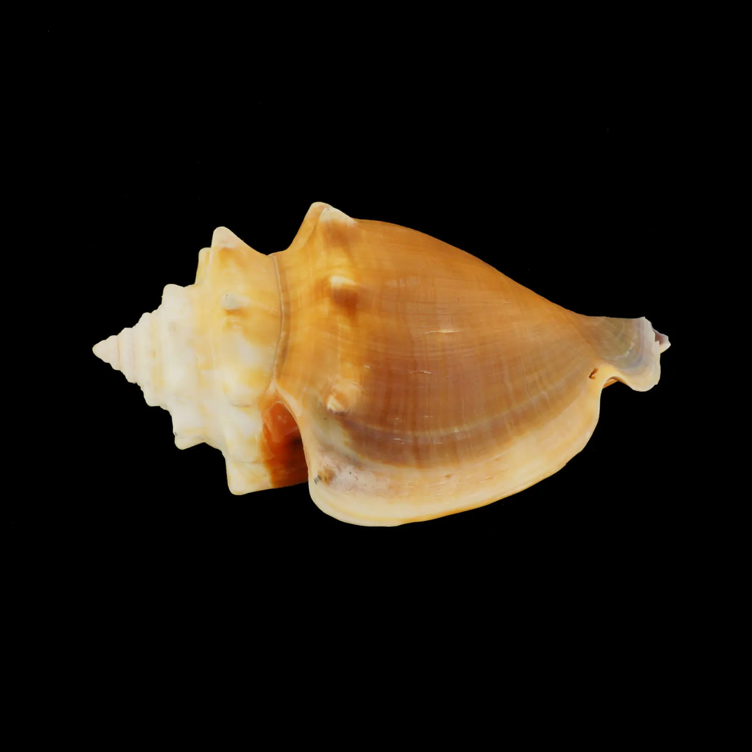Strombus Alatus