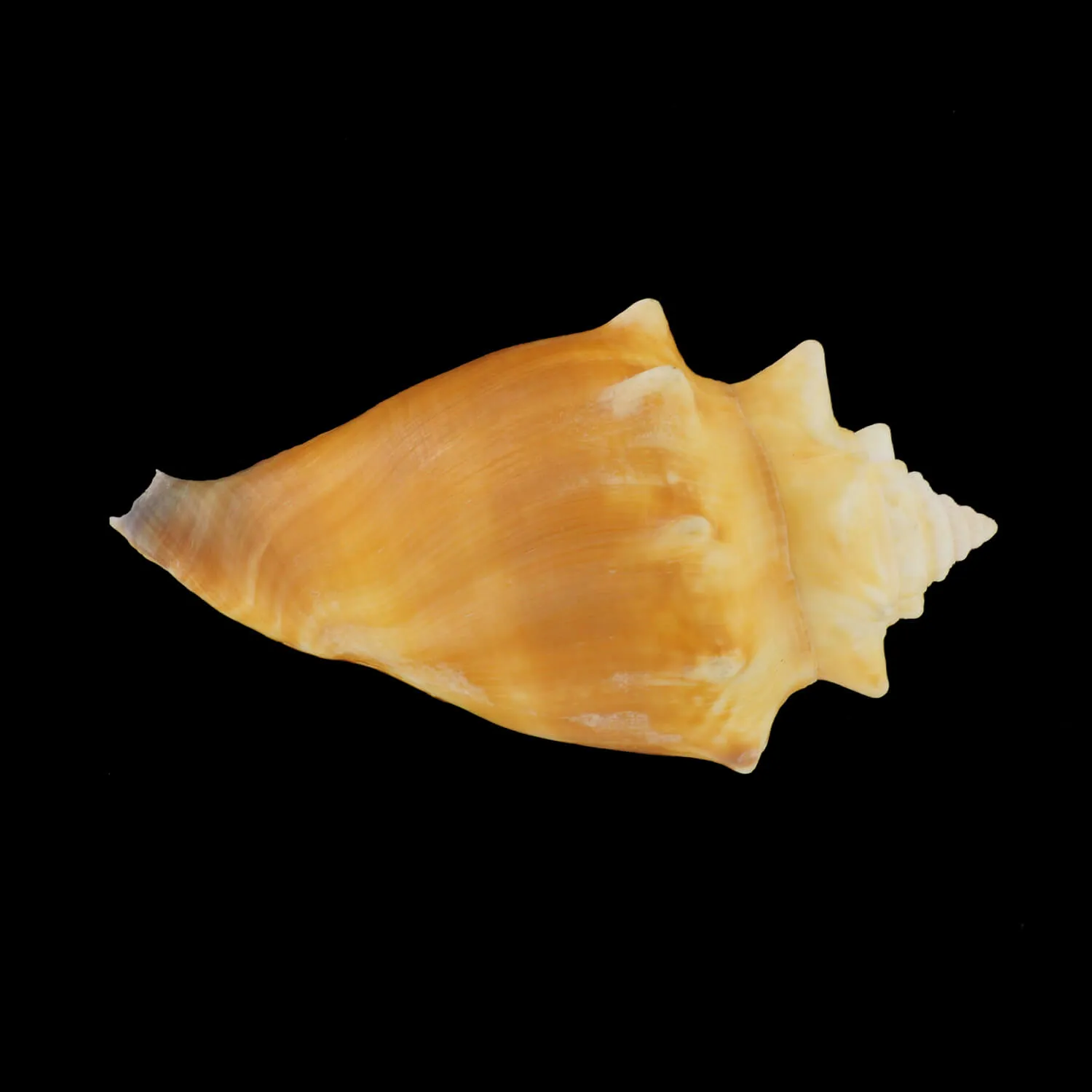 Strombus Alatus